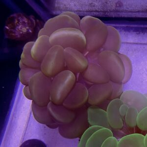 Plerogyra Sinuosa All Color Cat Eyes Grado A