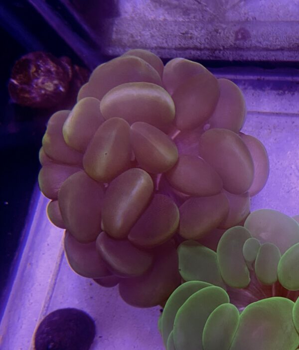Plerogyra Sinuosa All Color Cat Eyes Grado A