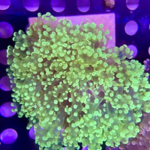 Euphyllia Divisa Octofrogspawn Neon