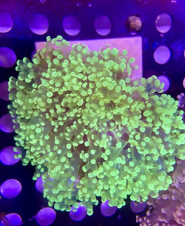 Euphyllia Divisa Octofrogspawn Neon