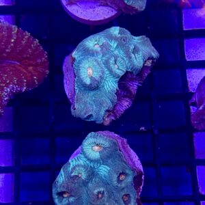 Acanthastrea Maxima Grado A