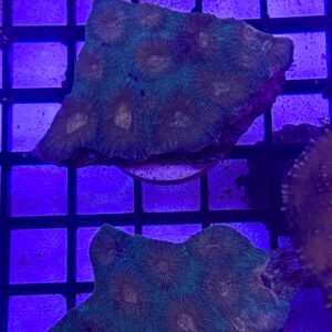 Acanthastrea Maxima Grado A