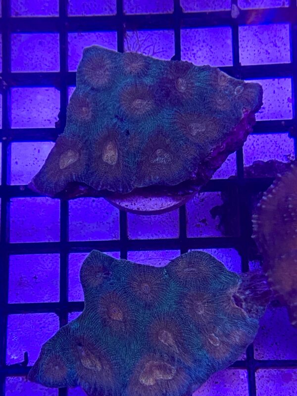 Acanthastrea Maxima Grado A
