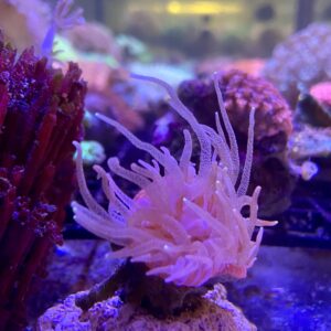 Rhizotrochus Sp. Giant Sun Polyp Naranja