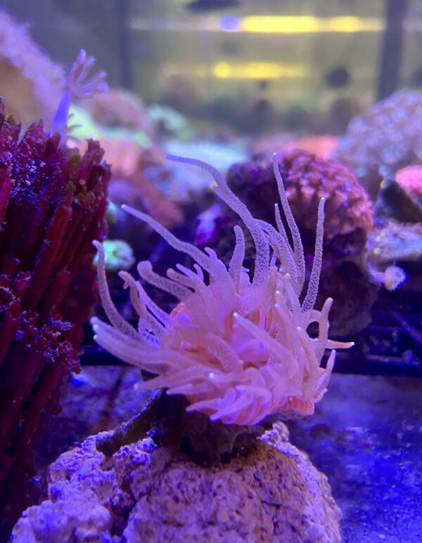 Rhizotrochus Sp. Giant Sun Polyp Naranja
