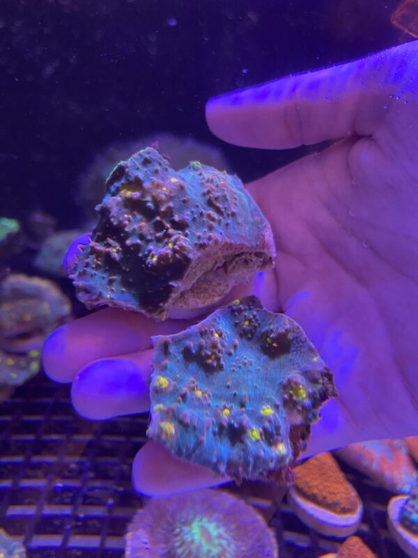 Echinophyllia Spp. Chalice Smooth Gold Eyes - Imagen 2