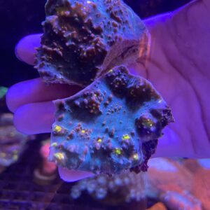 Echinophyllia Spp. Chalice Smooth Gold Eyes