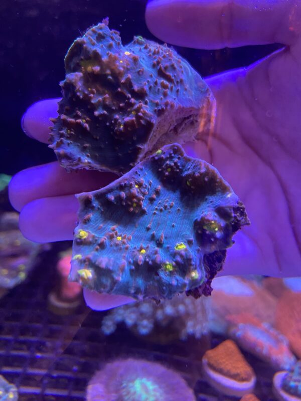 Echinophyllia Spp. Chalice Smooth Gold Eyes
