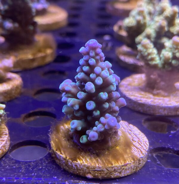 Acropora Tenuis Blue - Imagen 2