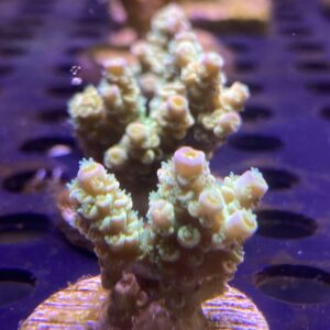Acropora Tenuis Green