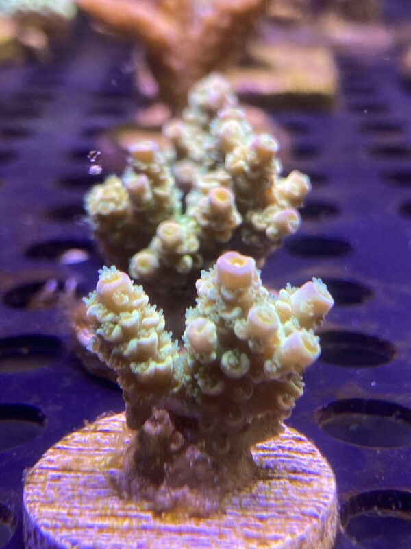 Acropora Tenuis Green