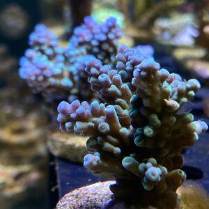 Acropora Tenuis Blue