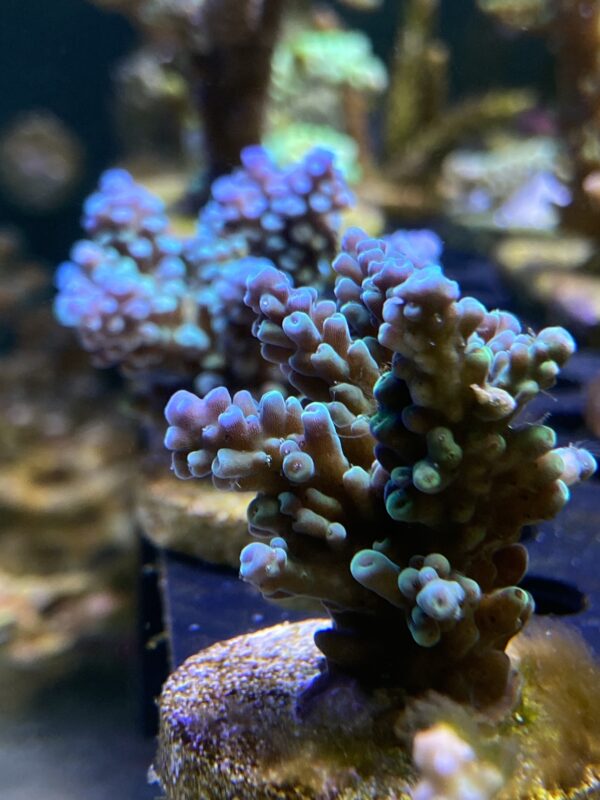 Acropora Tenuis Blue