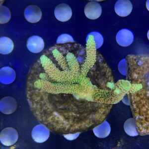 ASD Rainbow Millepora