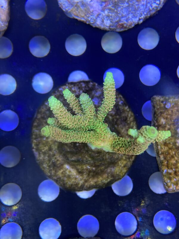 ASD Rainbow Millepora