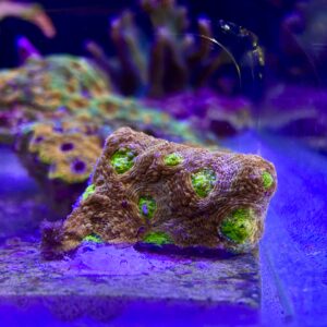Acanthastrea Naranja y Verde