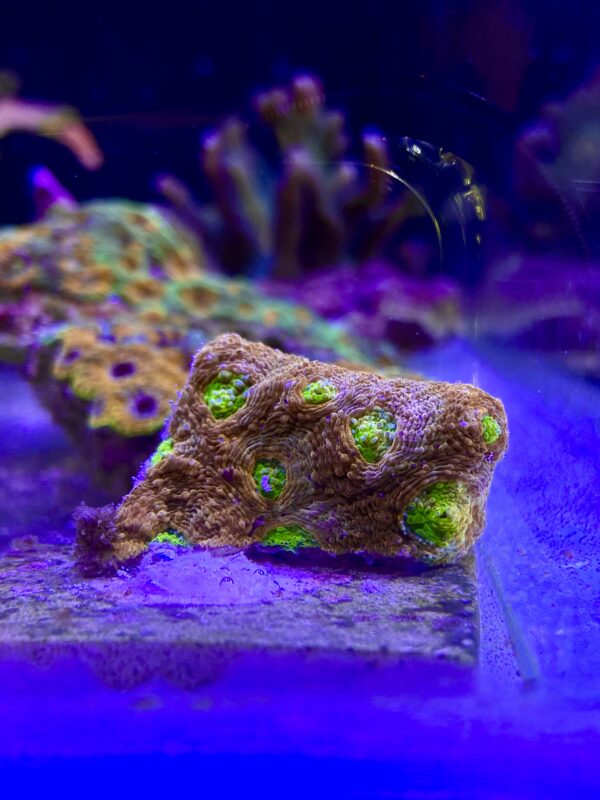 Acanthastrea Naranja y Verde