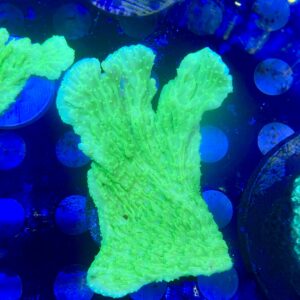 Montipora Green Neon