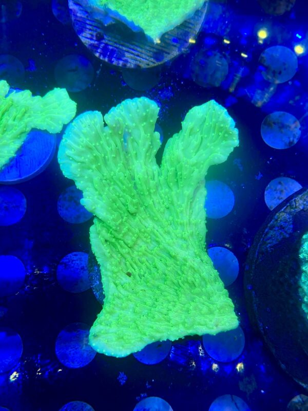 Montipora Green Neon