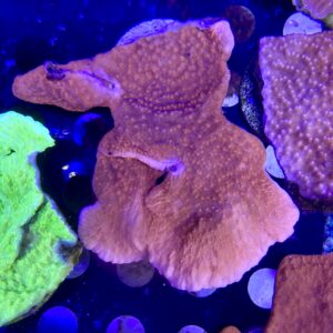 Montipora Roja