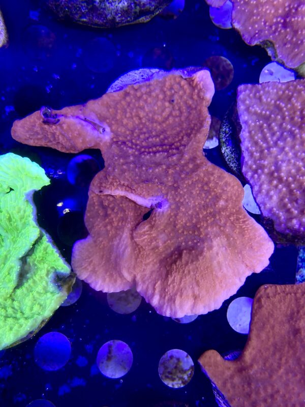 Montipora Roja