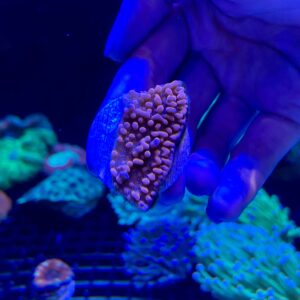 Montipora Strawberry