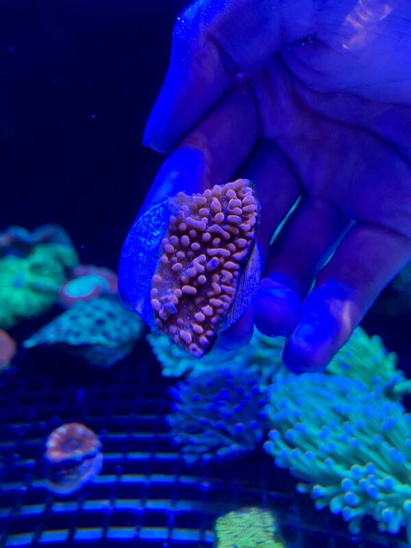 Montipora Strawberry