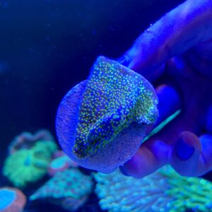 Montipora Rainbow
