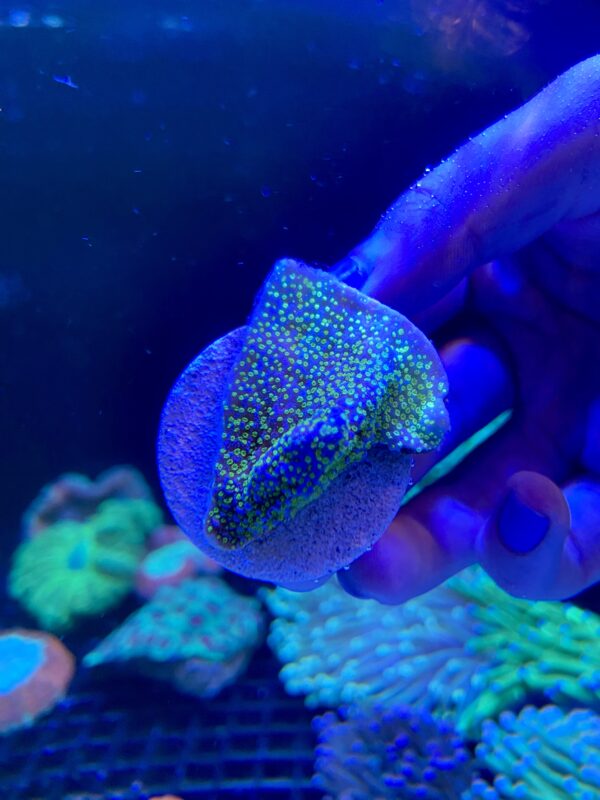 Montipora Rainbow