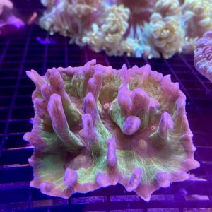 Pectinia Multicolor Green Based