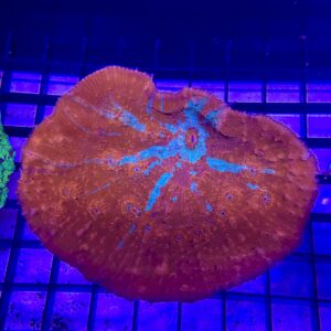 Chalice Coral Smooth “M” Orange Eyes
