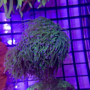 Euphyllia glabrescens “Torch Coloured Tip Metallic S”