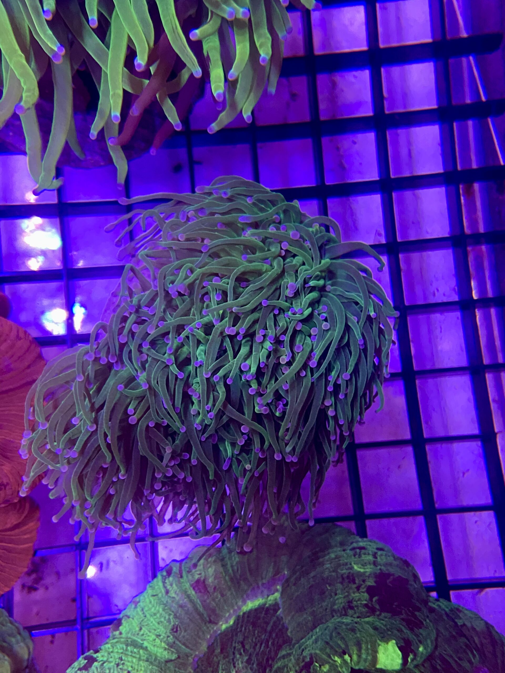 Euphyllia glabrescens “Torch Coloured Tip Metallic S”