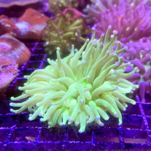 Heliofungia Actiniformis Long Tentacle Plate Green Neon (S)