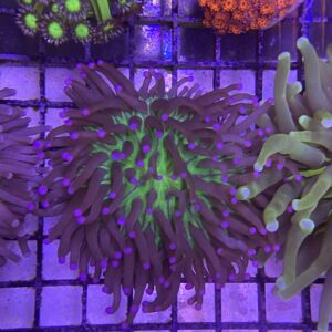 Heliofungia Actiniformis Long Tentacle Plate Pink Tip (S)