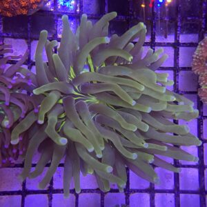 Heliofungia Actiniformis Long Tentacle Plate Yellow Neon (S)