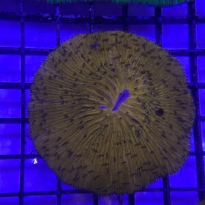 Fungia Spp. Orange Rough