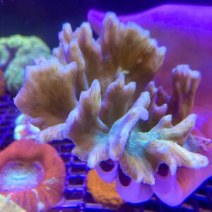Pectinia Lettuce Coral Green Grado A (M)