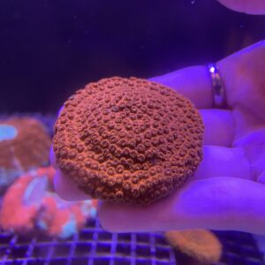 Cyphastrea Serailia Meteor Shower Red Neon