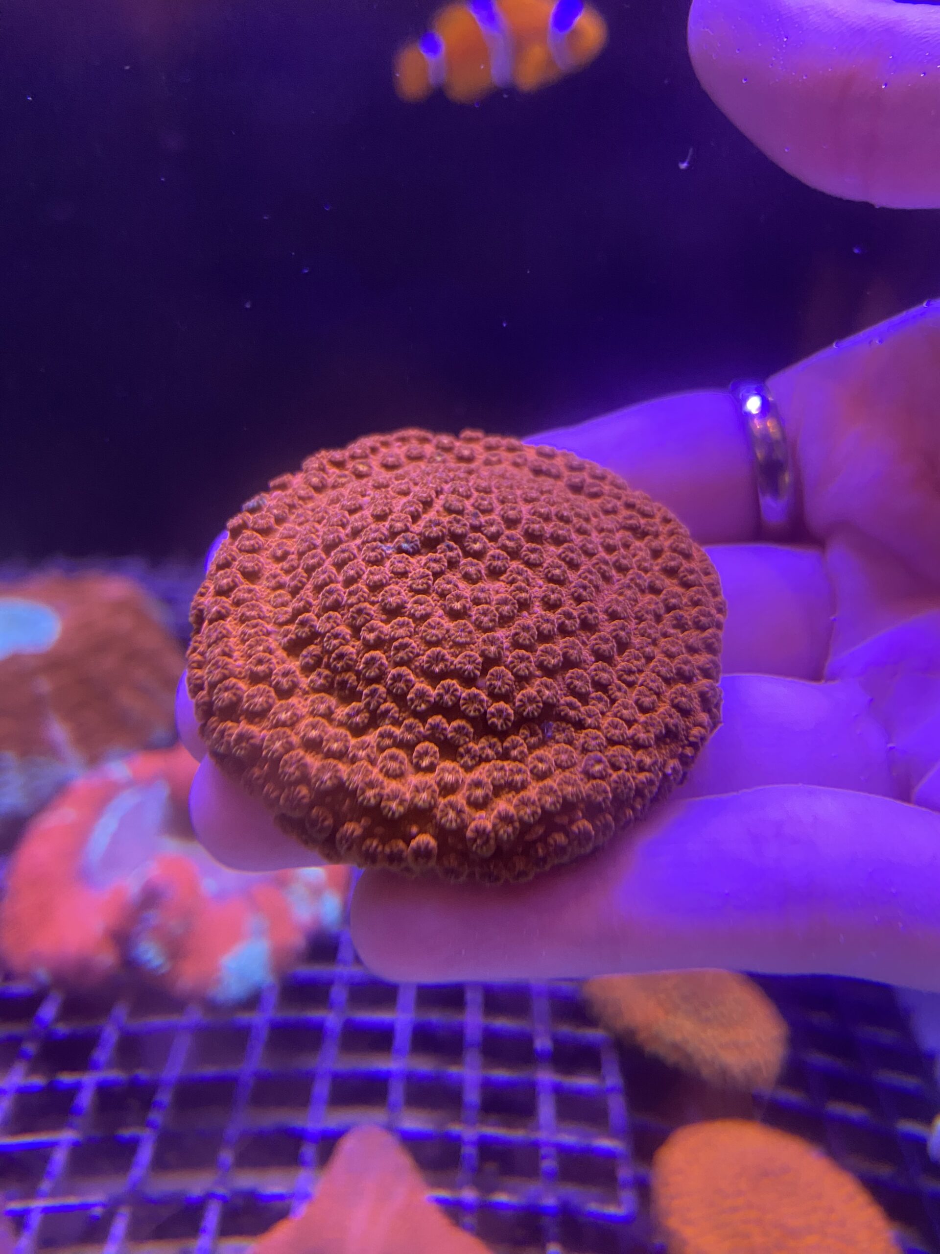 Cyphastrea Serailia Meteor Shower Red Neon