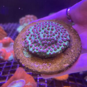 Cyphastrea Serailia Meteor Shower Green Neon