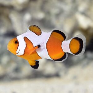 Amphiprion Ocellaris “Da Vinci”