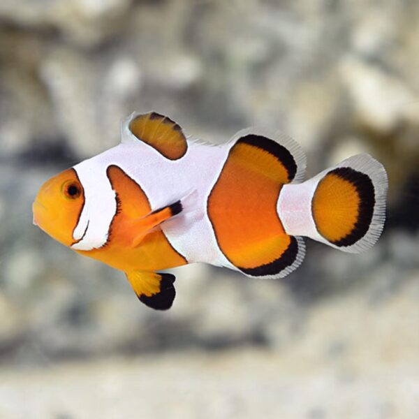 Amphiprion Ocellaris “Da Vinci”
