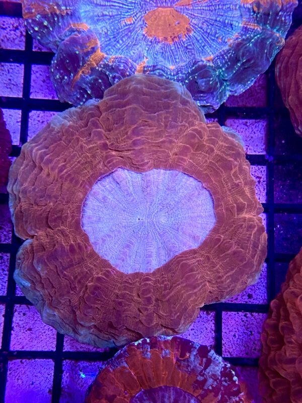 Acanthophyllia Deshayesiana Donut Red