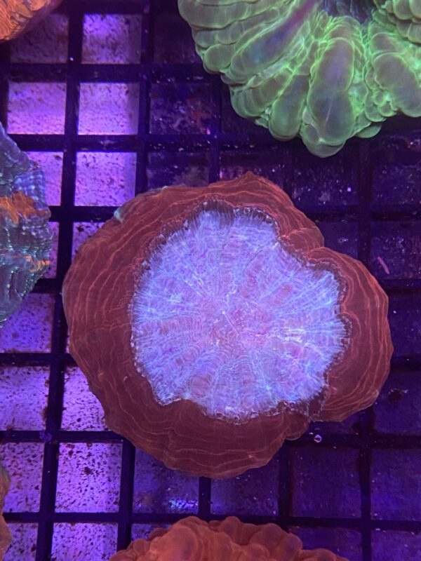 Acanthophyllia Deshayesiana Donut Red - Imagen 2