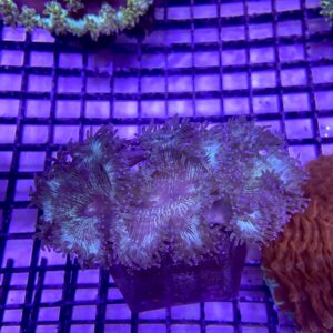 Catalaphyllia jardinei Elegance Coral Tip Top S