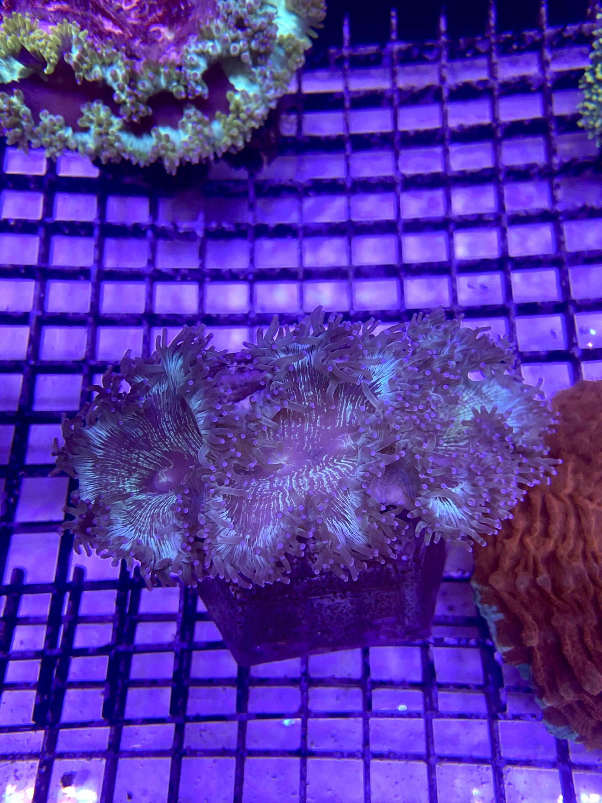 Catalaphyllia jardinei Elegance Coral Tip Top S