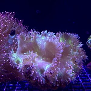 Catalaphylia Jardinei Elegance Coral Tip Top Neon M