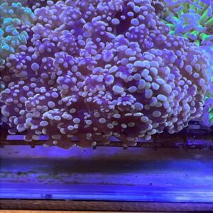 Euphyllia Divisa Octofrogspawn Orange