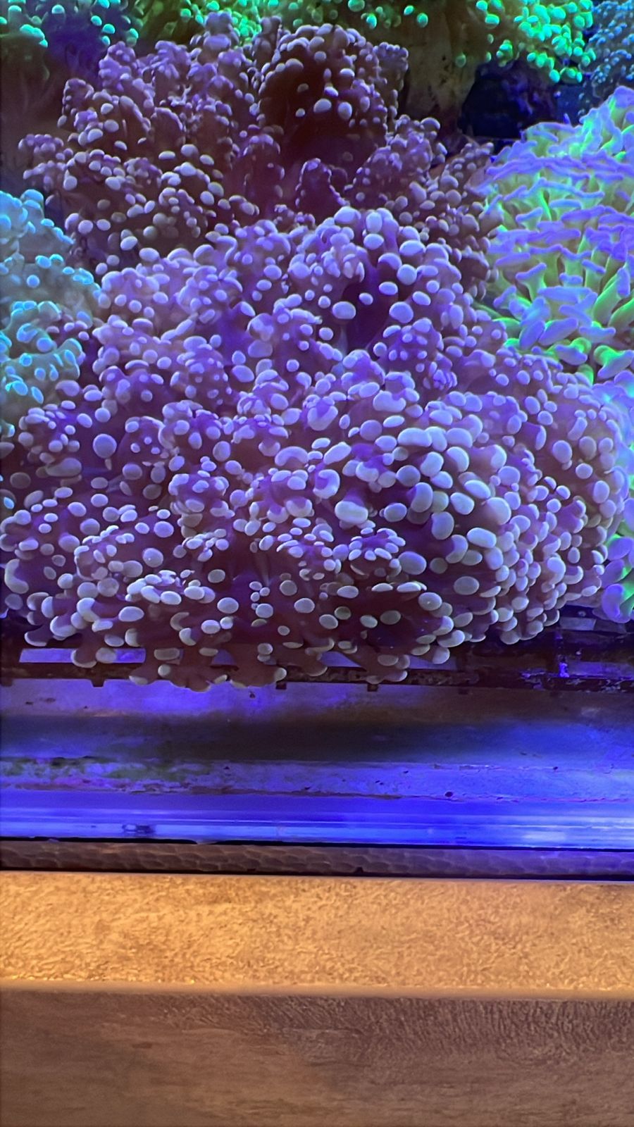 Euphyllia Divisa Octofrogspawn Orange